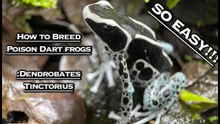 How To Breed Poison Dart Frogs Dendrobates Tinctorius [upl. by Cathe627]