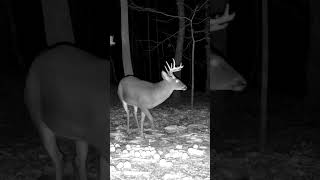 “Snort Wheeze” bucks deer deerfeed deerhunting wildlife buckdeer deerpeople [upl. by Lenard]