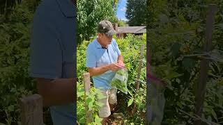 Friend Neighborhood Daddy hes a lot of planting Peppers 🌶 many different kind thanks for Sharing🥰 [upl. by Ettigirb]