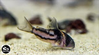 Ultimate Corydoras Aquarium wbonus Plecos [upl. by Ardied924]