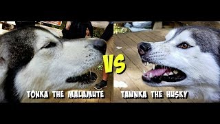 Malamute VS Husky Sing Off Tonka amp Tawnka Meet Episode 14 [upl. by Elleraj423]