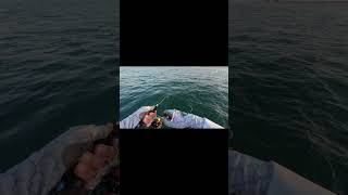 QUEEN FISH kuwait fishing fish jigging jetboat الكويت [upl. by Aziar]