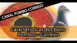 Caracteristicas dos bons Pombos  Correios [upl. by Airuam]