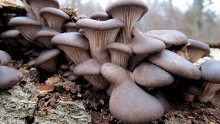 Grzyby Boczniak ostrygowaty  Pleurotus ostreatus [upl. by Yelkcub]