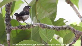 Whiterumped Munia  Chiu S C DSCN9984 [upl. by Raseta23]