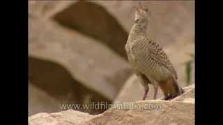 Grey Partridge calling loudly from atop a rock [upl. by Nevins409]