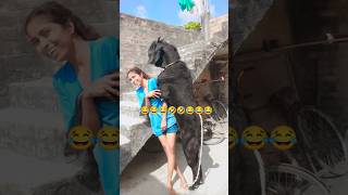 Funny goat 🐐funnyshorts shorts viralshorts trendingshorts viraltiktok toptrending [upl. by Eam]