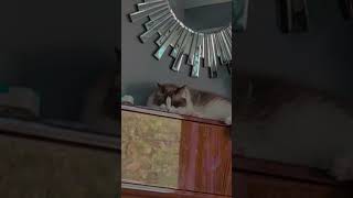 Sammie my cat is jamming 😂🤣 [upl. by Idok51]