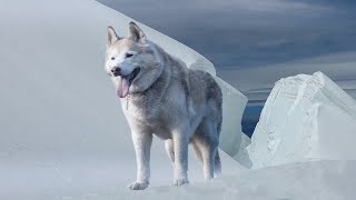 Siberian Husky Dog 101 Health Problems Lifespan Appearance Characteristics Temperament [upl. by Aihppa]