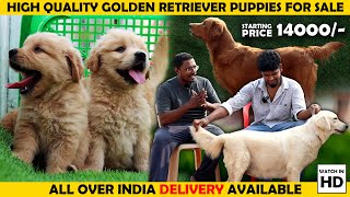 🐕 Cute Golden Retriever Puppies for Sale in Chennai I Dont Miss Out  goldenretrieverpuppy [upl. by Fenella]