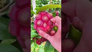 star fruit greengage Jack fruitKadsura coccinea fruit step by step cutting enjoy 🥰👍 🫐🍇🥭🍊🥑🍒🍍183s [upl. by Pax]