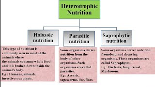 Heterotrophic nutrition and its types  Holozoic Parasitic and Saprophytic nutrition [upl. by Lairea]