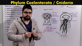 Phylum Cnidaria Coelenterata General characteristics [upl. by Eirolav]