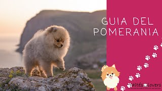 Perro Pomerania donde adquirir uno en España [upl. by Raynata]