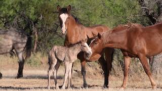 Birth of a wild horse Amazing [upl. by Onitnerolf168]