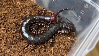 Scolopendra gigantea quotBlackquot feeding freshwaterfish  블랙기간티아 민물고기 피딩  Southamerican giant centipede [upl. by Glynnis]