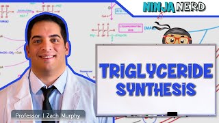 Metabolism  Triglyceride Synthesis [upl. by Marcel]