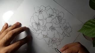 How to draw Rhododendrons Gazania flower [upl. by Eninahpets]