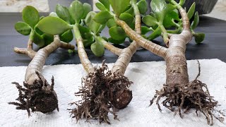 Jade Plant Propagation from Cutting  Crassula Ovata Propagation  Super Bonsai [upl. by Lowson46]