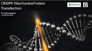 CRISPR RNP Transfection [upl. by Lemrej]