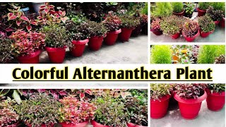 Care about colorful Alternanthera plant besthedgeplant alternantheravarieties  Satrangi plant [upl. by Iret]