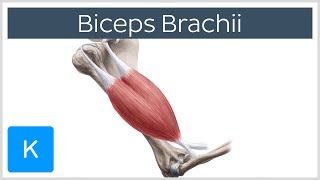 Biceps Brachii Muscle  Origins amp Actions  Human Anatomy  Kenhub [upl. by Goodman]