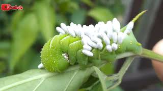 When Wasp Lays Eggs inside Body of Caterpillar [upl. by Thorley]