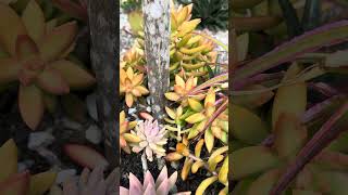 Bromeliad bromeliads gardenflowers greenplanthouse [upl. by Keffer503]