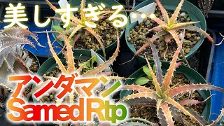 【斑入りディッキア】アンダマン Samed Rtp【園芸育て方】【多肉植物】 [upl. by Yared]