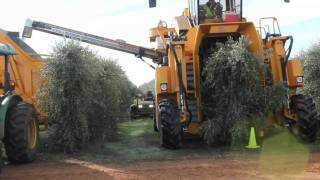 Oxbo 6420 Super High Density Olive Harvester [upl. by Vedi44]