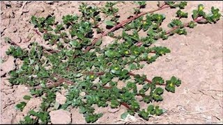 Nunca arranques Esta Planta si aparece en el Patio de tu Hogar Este es el motivo [upl. by Keese28]