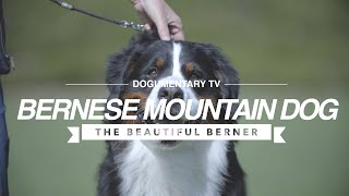 ALL ABOUT THE BERNESE MOUNTAIN DOG [upl. by Franklyn]