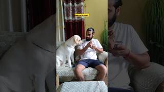 Angry Labrador Dog Fight Wit me🤯 dogs doglover labrador shorts ytshorts [upl. by Perkins]