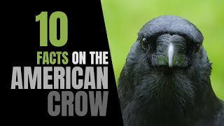 10 Fun Facts About the American Crow [upl. by Anayek616]