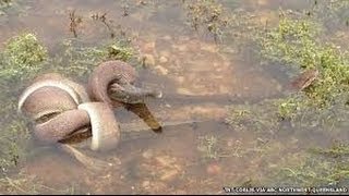 EPIC ANIMAL FIGHT  Snake EATS Crocodile in Battle at Australian Lake CRAZY IMAGES [upl. by Amol]