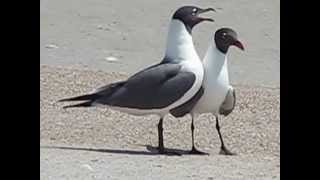 LAUGHING GULLS [upl. by Sheryle511]