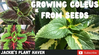 Growing Coleus From Seeds [upl. by Bordiuk324]