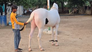 Rupal stud farm सोनु For sell mo9724588670 [upl. by Lustick287]