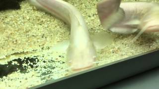 my wels catfish  feeding [upl. by Hindu]