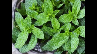 How To Make Spearmint Tea From Fresh Leaves [upl. by Enilegna893]