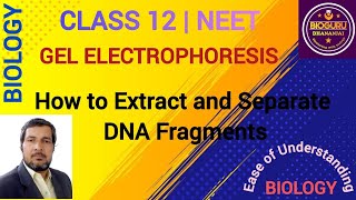 Gel Electrophoresis Process of Separation And Isolation Of DNA Fragments [upl. by Fezoj]