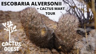 Where to hike to find cactus in California  Cactus Mart Plantnursery Tour [upl. by Enytsuj555]