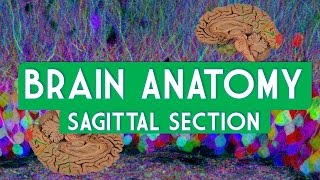 Sagittal section in a male pelvis  dissection [upl. by Fernald]