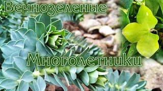 Вечнозеленые многолетники для сада  Evergreen perennials for the garden [upl. by Krebs]