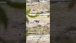 waterbuck chases hyena krugernationalpark wildlife animals krugerparksafari africawildlife [upl. by Arjun8]