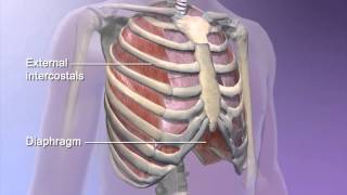 LearnVisible Body  How the diaphragm helps breathing [upl. by Nerhe]