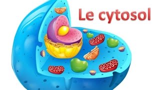 Le cytosol [upl. by Grew]