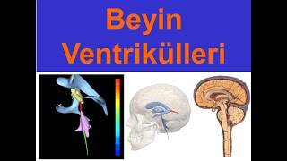 Beyin Ventrikülleri YAYDAR [upl. by Acirdna]