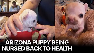 Arizona dog rescue nursing puppy back to health [upl. by Moraj]