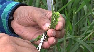 Hybridization Crossing technique Emasculation amp Pollination in wheat Triticum aestivum [upl. by Robinet70]